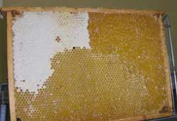 Tavle honning